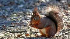 Eichhörnchen (6).jpg